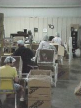 adult workers in hair nets at tables packing bottles into cardboard boxes